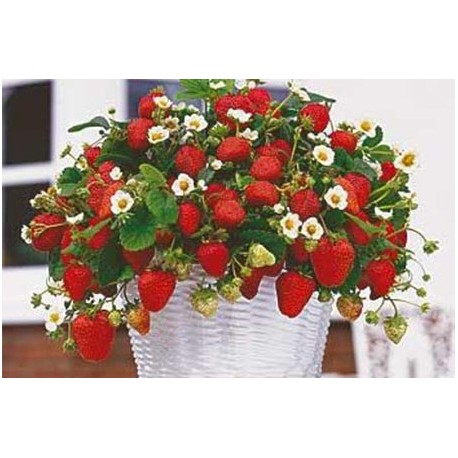 Semena hrnkových jahod - 200 ks