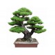 Semeno japonské PINE TREE Bonsaie