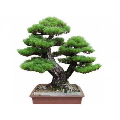 Semeno japonské PINE TREE Bonsaie